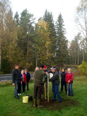 Plantering av linden